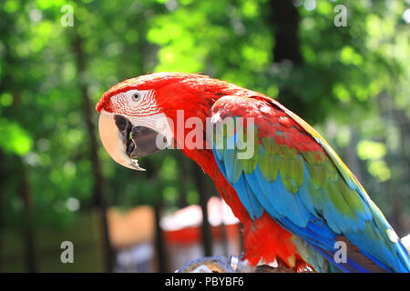 Close up. parrot macaw sitting on a branch Banque D'Images