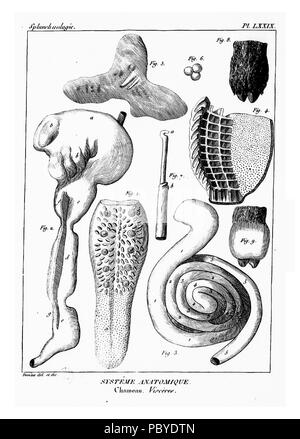190 Encyclopédie méthodique - Systeme Anatomique, pl79 Banque D'Images