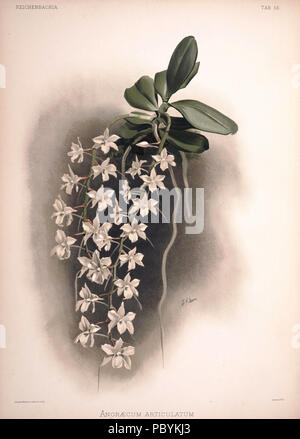 220 Frederick Sander - plaque 55 Reichenbachia II (1890) - Angraecum articulatum Banque D'Images