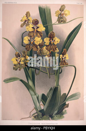 220 Frederick Sander - plaque 64 Reichenbachia II (1890) - l'Oncidium macranthum Banque D'Images