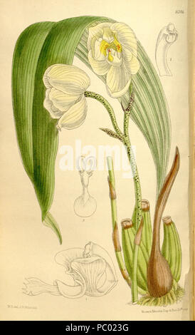 285 Houlletia sanderi - Curtis' 136 (Ser. N° 4 6) pl. 8346 (1910) Banque D'Images