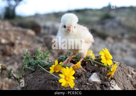Un petit poussin est debout sur le sol avec des fleurs jaunes Banque D'Images