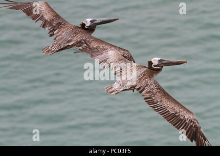 Close up de deux pélicans bruns voler près ensemble au-dessus de l'océan Pacifique au Panama Banque D'Images