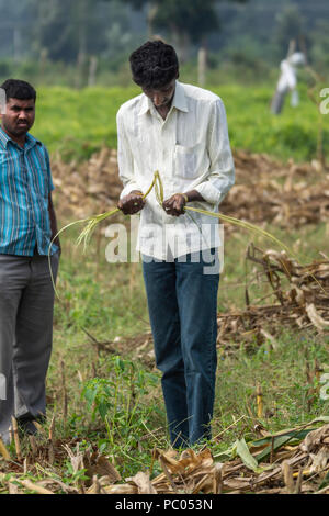 Belathur, Karnataka, Inde - Novembre 1, 2013 : l'eau Witcher avec chemise blanche se concentre sur le mouvement de sa paille pour localiser l'eau souterraine. Domaine Banque D'Images