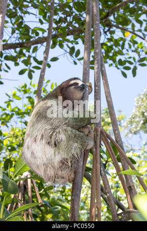 Close Up trois orteils, Sloth Climbing Tree Banque D'Images