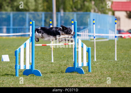 Chien sautant en obstacle concours d'agility Banque D'Images