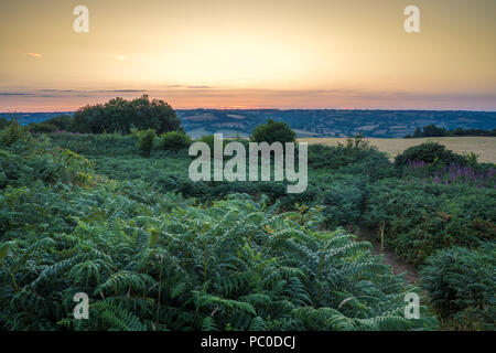 Dumpdon fort de colline, la belle vallée de l'Otter près de Beacon, Honiton, Devon, UK. Campagne britannique au coucher du soleil . Banque D'Images