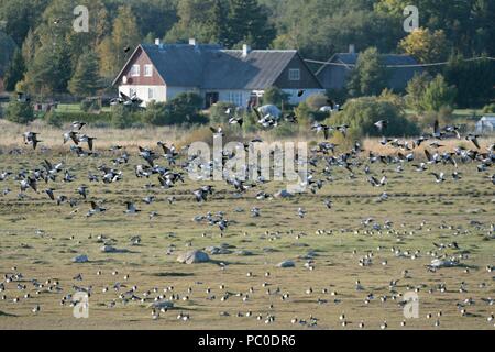 Bernache nonnette migrants (Branta leucopsis) et le pâturage troupeau survolant saltmarsh bordant la baie de Matsalu près d'une ferme, Haeska, d'Estonie, de septembre. Banque D'Images