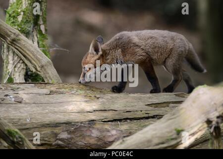 Le renard roux (Vulpes vulpes) cub walking along a tombé alar, alors qu'il examine sa terre près de Woodland, près de Bath, Royaume-Uni, mai. Banque D'Images