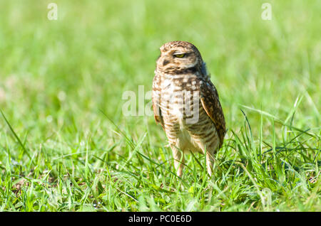 Belle Owl (Glaucidium minutissimum) en haut d'une herbe. Banque D'Images