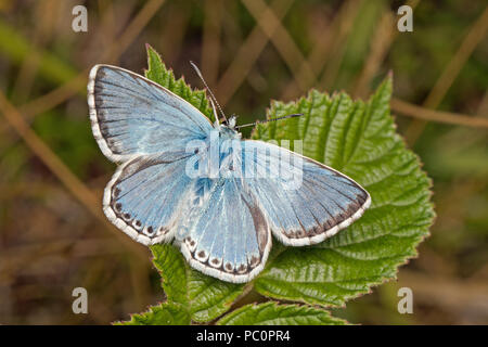 Homme Chalkhill Blue Butterfly (Polyommatus corydon), Cambridgeshire, Angleterre Banque D'Images