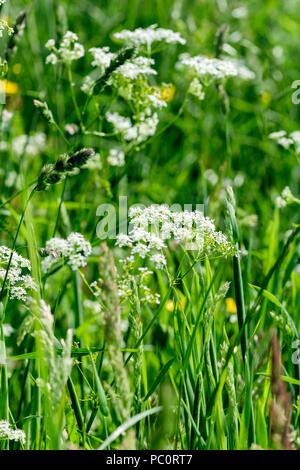 Cow parsley Anthriscus sylvestris Banque D'Images