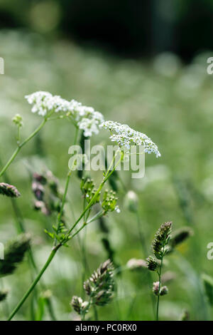 Cow parsley Anthriscus sylvestris Banque D'Images