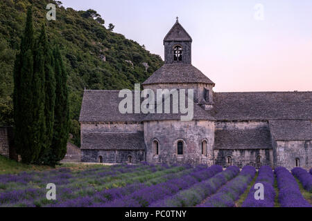 Abbaye Notre-Dame de Sénanque, Gordes, Vaucluse, Provence, France, Europe Banque D'Images