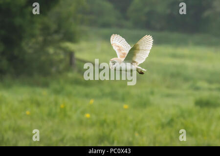 Effraie des clochers, Tyto alba, chasse au-dessus de l'eau pré, casernement, Norfolk Broads, mai. Tôt le matin. Banque D'Images