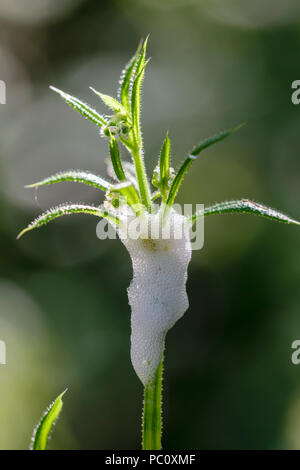 Éleusine, gaillet gratteron ou collant Willie Galium aparine couvert de crachats de coucou. Banque D'Images