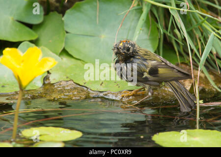 Goldcrest, Regulus regulus, se baigner dans l'étang de jardin à côté de l'eau bordée-lily, Nymphoides peltata, Sussex, Royaume-Uni, juin Banque D'Images