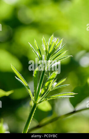 Éleusine, gaillet gratteron Galium aparine Willie ou collants Banque D'Images