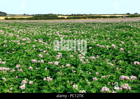 Champ de pommes de terre, en fleurs, plantations agricoles, les légumes-racines, les pommes de terre, paysage, Norfolk, UK Banque D'Images