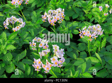 Pomme de terre, fleur, détail, la floraison, la variété, Close up Banque D'Images