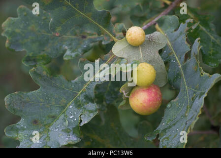 Pomme de chêne ou de feuilles de chêne sur galle macro Banque D'Images