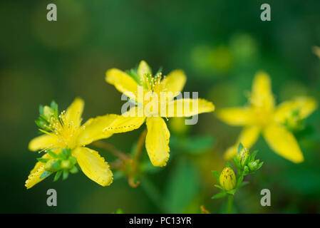 Hypericum perforatum ou millepertuis selective focus macro Banque D'Images