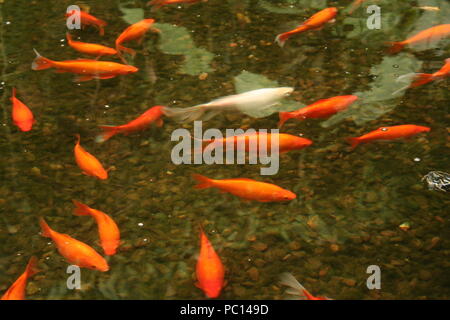 Belles carpes koi de couleur,piscine à Shoal, dans Roath Park, Cardiff, Pays de Galles du Sud Banque D'Images