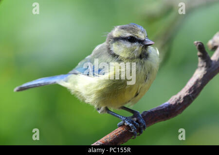 Portrait d'une eurasienne bluetit (Cyanistes caeruleus) perché sur une branche Banque D'Images