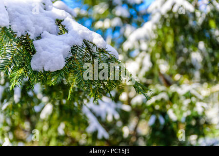 Arbre généalogique branche de pin verte couverte de neige et de glace - evergreen sapin de Noël - fond d'hiver Banque D'Images