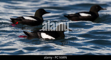 Des adultes reproducteurs de Guillemot à miroir (Cepphus grylle) nager au large des côtes de l'archipel du Svalbard. Banque D'Images