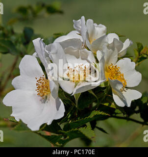 Fleurs rose blanc sauvage Banque D'Images