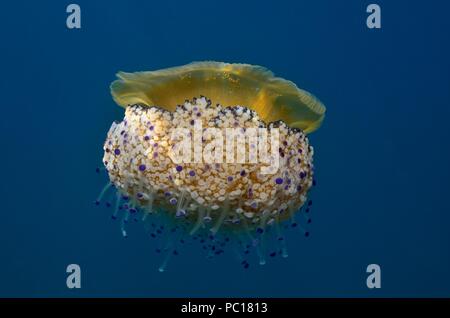 Oeufs frits, méduses, Spiegelei-Qualle Cotylorhiza tuberculata, Symbiose mit juvenilen Trachurus sp., Tamariu, Costa Brava, Méditerranée, Mittelmeer Banque D'Images