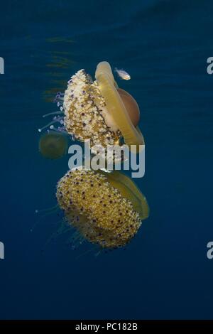 Oeufs frits, méduses, Spiegelei-Qualle Cotylorhiza tuberculata, Symbiose mit juvenilen Trachurus sp., Tamariu, Costa Brava, Méditerranée, Mittelmeer Banque D'Images