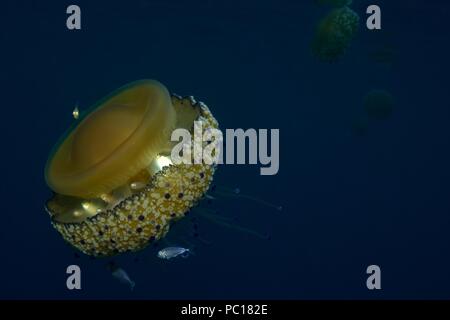 Oeufs frits, méduses, Spiegelei-Qualle Cotylorhiza tuberculata, Symbiose mit juvenilen Trachurus sp., Tamariu, Costa Brava, Méditerranée, Mittelmeer Banque D'Images