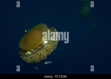 Oeufs frits, méduses, Spiegelei-Qualle Cotylorhiza tuberculata, Symbiose mit juvenilen Trachurus sp., Tamariu, Costa Brava, Méditerranée, Mittelmeer Banque D'Images