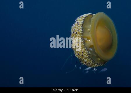 Oeufs frits, méduses, Spiegelei-Qualle Cotylorhiza tuberculata, Symbiose mit juvenilen Trachurus sp., Tamariu, Costa Brava, Méditerranée, Mittelmeer Banque D'Images