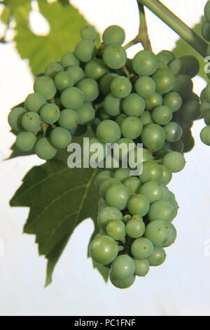 Les raisins qui poussent sur une vigne en serre vitis vinifera Banque D'Images