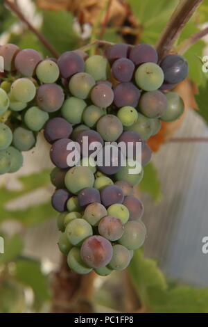 Les raisins qui poussent sur une vigne en serre vitis vinifera Banque D'Images