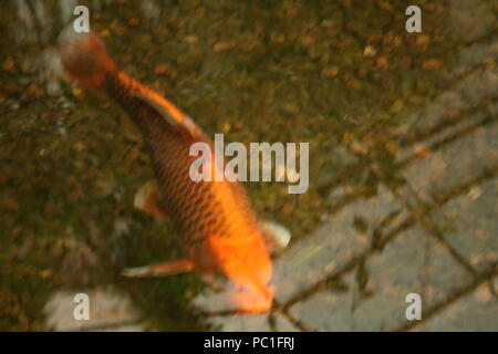 Belles carpes koi de couleur,piscine à Shoal, dans Roath Park, Cardiff, Pays de Galles du Sud Banque D'Images