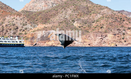 Munk adultes diable pygmée ray, Mobula munkiana, sautant près de Isla Danzante, Baja California Sur, au Mexique. Banque D'Images