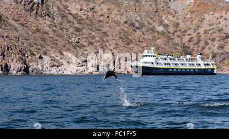 Munk adultes diable pygmée ray, Mobula munkiana, sautant près de NG Sea Lion, Isla Danzante, BCS, Mexico. Banque D'Images