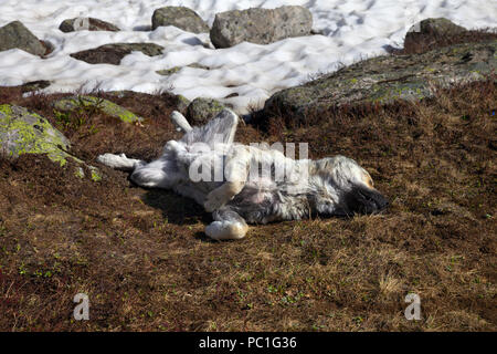 Couchage chien sur l'herbe près de névé à sun jour de printemps Banque D'Images