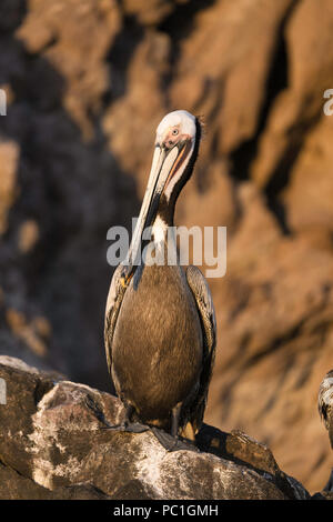 Pélican brun Pelecanus occidentalis,, en plumage nuptial, Isla San Pedro Martir, Baja California, Mexique. Banque D'Images