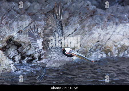 Pélican brun Pelecanus occidentalis,, en vol, l'Isla San Pedro Martir, Baja California, Mexique. Banque D'Images