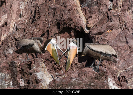 Le Pélican brun Pelecanus occidentalis, menace, affichage, Isla San Pedro Martir, Baja California, Mexique. Banque D'Images