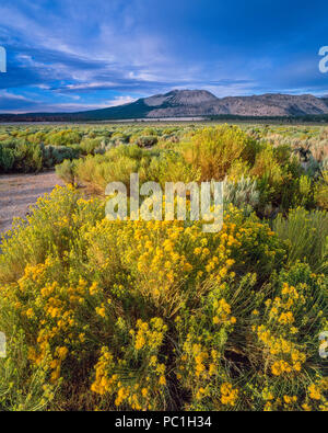 La bigelovie puante Ericameria nauseosa,, cratères de Mono, Mono Basin National Forest Scenic Area, Inyo National Forest, Californie Banque D'Images