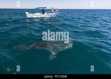 Les jeunes Rhincodon typus, près de la surface à El Mogote, Baja California Sur, au Mexique. Banque D'Images