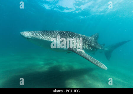 Les jeunes Rhincodon typus, sous l'eau à El Mogote, Baja California Sur, au Mexique. Banque D'Images