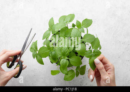 Coupe de feuilles de basilic frais vert sur fond noir en blanc. Vue en gros plan. Banque D'Images