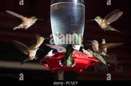 Costa's Hummingbird Nectar au convoyeur, Calypte costae, Arizona, Banque D'Images